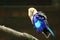 Blue bellied roller