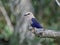 Blue-bellied roller Coracias cyanogaster