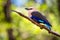 Blue-Bellied Roller (Coracias cyanogaster)