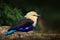 Blue-bellied Roller, Coracias cyanogaster, in the nature habitat. Wild bird form Senegal in Africa. Beautiful bird with white head