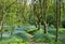 Blue Bells Along a Woodland Path