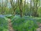 Blue Bells Along Woodland Paths