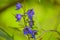 Blue bells close up