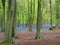 Blue bells in the forest