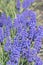 Blue bells muscari flowers close up. A group of grape hyacinths Muscari armeniacum with selective focus