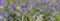 Blue bells wild flower panorama