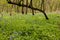 Blue Bells and Wood Anemone Wildflowers In The Woods