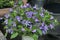 The Blue bells in a zinc bucket for sale near the entrance to the store