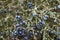 Blue berries of the blackthorn bush