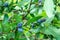 Blue berries of honeysuckle Lonicera caerulea var. edulis or honeyberry on green leaves background in the garden
