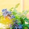 Blue berries Mahonia aquifolium Oregon-grape or Oregon grape and bush is a species of flowering plant in the family