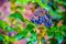 Blue berries of Oregon Grape Root or Mahonia aquifolium or Trailing Mahonia or Holly-leaved barberry