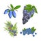 Blue Berries set: blueberries, grapes, juniper, honeysuckle. Vector illustration isolated on white background