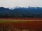 Blue berry fields in maple ridge british columbia.