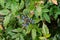 Blue berry shrub close up
