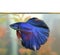 Blue betta fish Aquarian swims in aquarium water