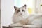 Blue bicolor ragdoll chilling on a table