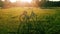 Blue bicycle standing on green lawn under sunshine with shadow on grass in park on Summer day with people on background.