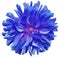 Blue big flower , pink center on a white background isolated with clipping path. Closeup. big shaggy flower. for design.