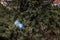 Blue big plastic bottle lying on the ground in tree in a park forest - Thrown out not recycled - Trash and pollution of
