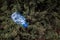 Blue big plastic bottle lying on the ground in tree in a park forest - Thrown out not recycled - Trash and pollution of