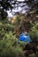 Blue big plastic bottle lying on the ground in tree in a park forest - Thrown out not recycled - Trash and pollution of