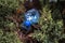 Blue big plastic bottle lying on the ground in tree in a park forest - Thrown out not recycled - Trash and pollution of