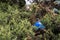 Blue big plastic bottle lying on the ground in tree in a park forest - Thrown out not recycled - Trash and pollution of