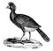 Blue-billed curassow or Blue-knobbed curassow, vintage engraving