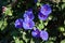 Blue bindweed plant