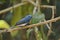 Blue bird. Black-naped Monarch.