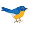 Blue bird, blue sparrow Vector Icon