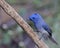 Blue bird called Black naped monarch sitting on a perch