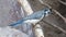 Blue bird (Calocitta formosa) perching on a branch