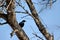 Blue bird glossy cape starling lamprotornis nitens, South Africa