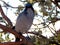 Blue bird in the Grand Canyon