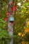 Blue Bird House with Leaves in Fall Colors