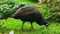 Blue bird Indian peafowl peacock hunting insects eating grass