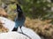 Blue Bird Perched on a Rock