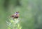 Blue bird sings on a branch of wormwood in the summer