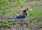 Blue bird walking around with a potato chip in its beak