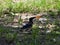 Blue bird walking around with a potato chip in its beak near camp