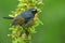 Blue bird with white eye brows perching on mossy branch over fin