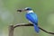 blue bird with white feathers and large beaks picking cricket meal for its chick on feeding day, Collared Kingfisher