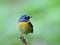 Blue bird with yellow chest and white brows perching on a branch