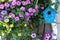 A blue birdhouse hangs on a birch surrounded by petunia flowers.