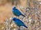 Blue birds