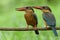blue birds with brown chest to belly, red beaks, orange foot, and big eyes together perching on dired wooden stick, Stork-