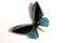 Blue Birdwing (Ornithoptera priamus urvil)