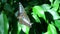 Blue and black butterfly on green leaf